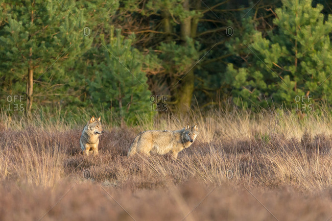 Two wolves in the heathland