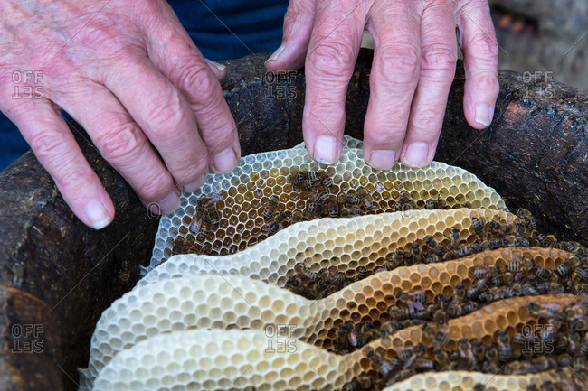 Beekeeper handling comb at the hive
