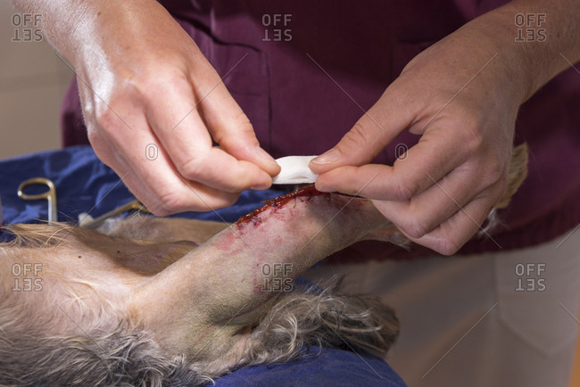 Dog at the veterinarian, operated hind leg, patella, cruciate ligament, sinews, suture, wound care, close-up