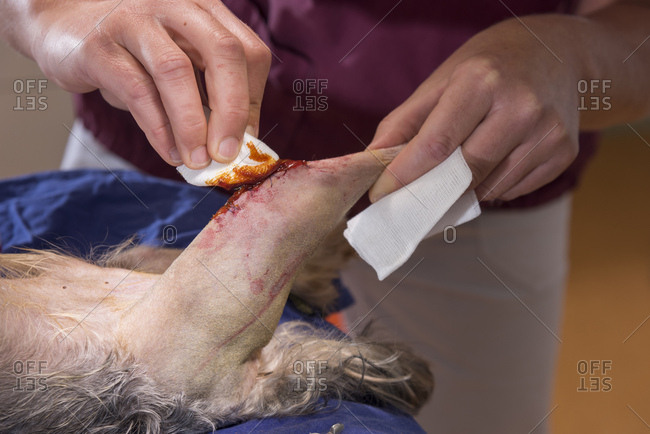 Dog at the veterinarian, operated hind leg, patella, cruciate ligament, sinews, suture, wound care, close-up