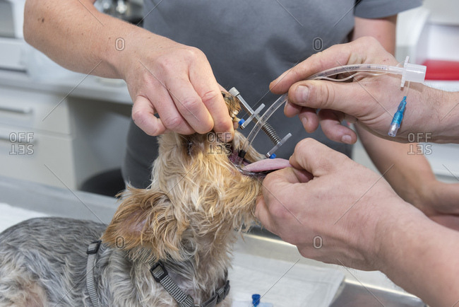Dog at the veterinarian, anesthesia, intubation, implementing of a pharyngeal tube