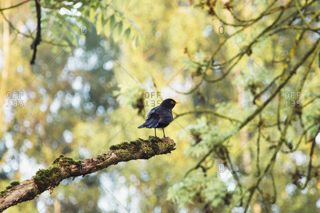 A blackbird sitting on a branch,