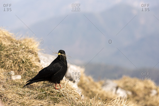 Alpine chough with nesting material in the beak at a mountainside.