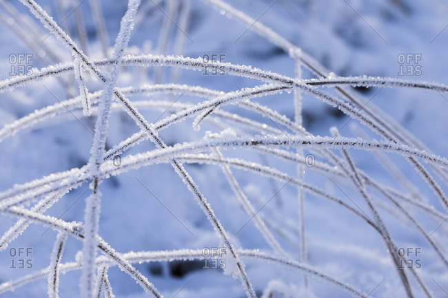 Blades of grass covered with hoarfrost,