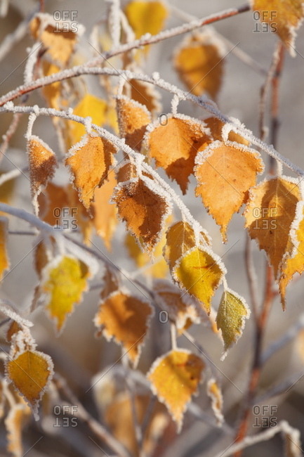 Yellow-colored birch leaves coated with hoarfrost on branches, bremen, Germany, europe