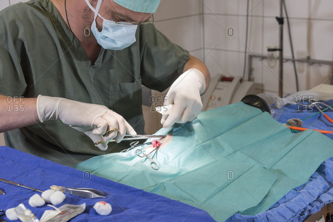 Cat at the veterinarian, operation, castration, removal of the ovaries,