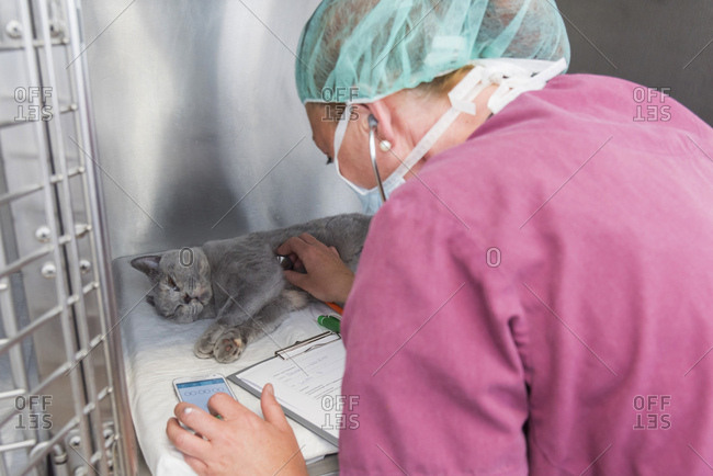 Cat with the veterinarian in the recovery area after an operation, assistant checks the cardiac shades