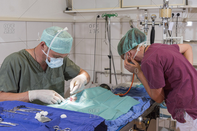 Cat at the veterinarian, operation, castration, removal of the ovaries, female assistant control the heart tones