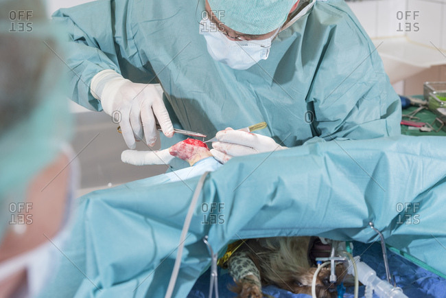 Dog at the veterinarian, intubated, operation, hind leg, patella, cruciate ligament, sinews, suture,