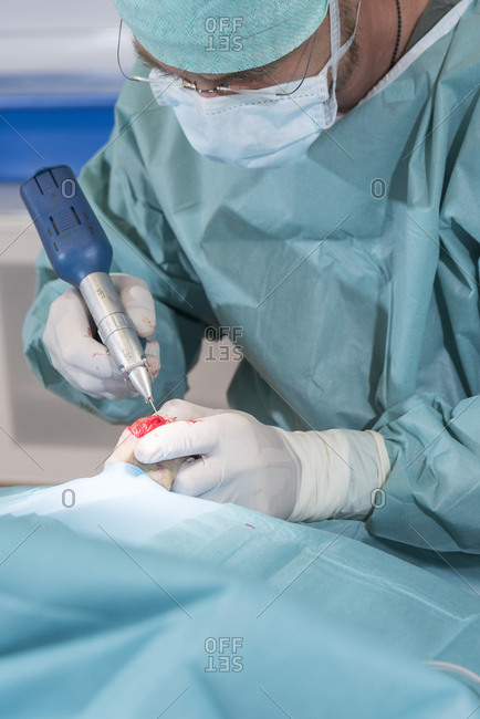 Dog at the veterinarian, operation, hind leg, patella, cruciate ligament, sinews, drill,