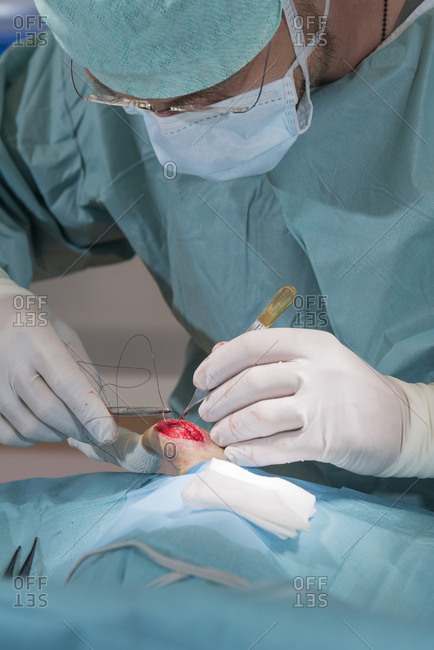 Dog at the veterinarian, operation, hind leg, patella, cruciate ligament, sinews, suture,