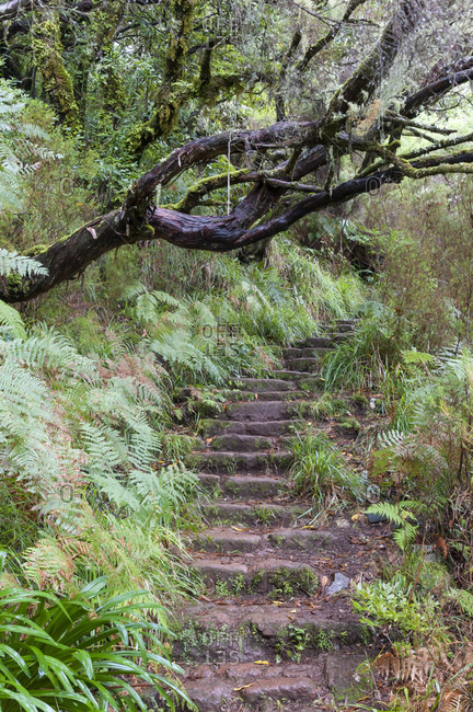 Madeira, steep steps, wet trail