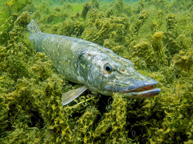 Pike, esox lucius, quarry pond, baden-wuerttemberg, Germany