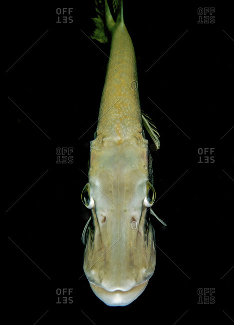Pike, esox lucius, yellowish-white pike, color variety, baden-wuerttemberg, Germany,