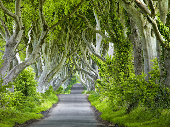 Northern ireland, antrim, balleymoney, delicate beech avenue 'the dark hedges'