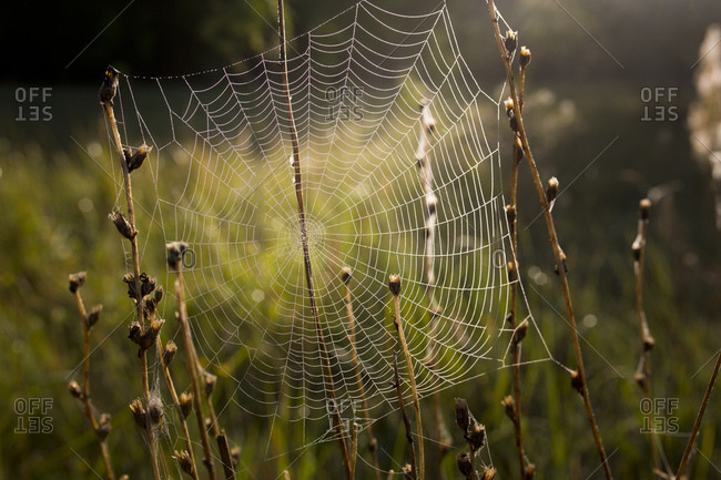 Spiderweb with dewdrops in the morning light on a meadow