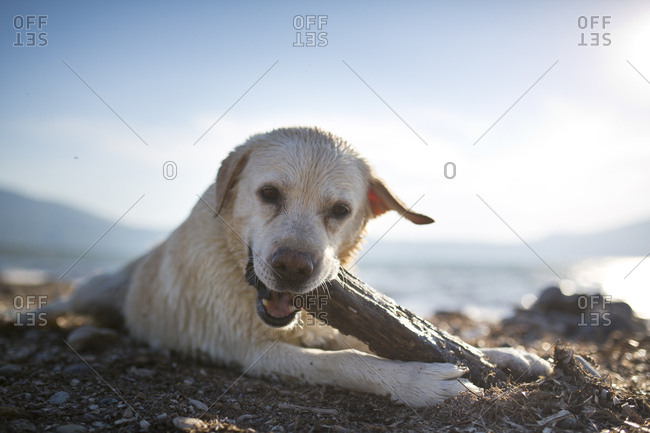 White labrador with wet fur playing with piece of wood on the beach