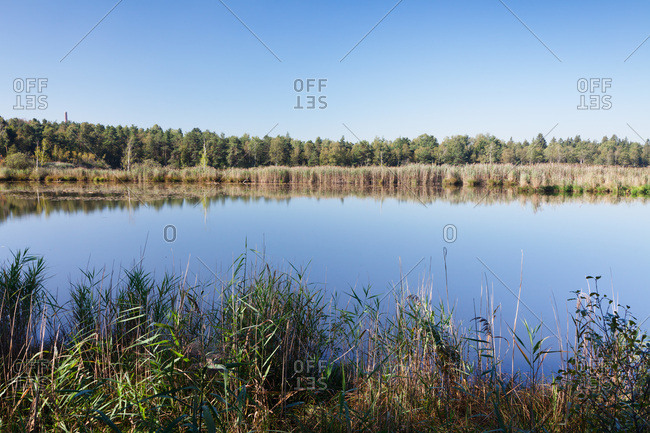 Moor wurzacher ried, bad wurzach, upper swabia, baden-wuerttemberg, Germany