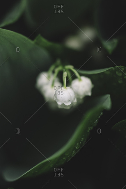 Lily of the valley blossoms, close-up