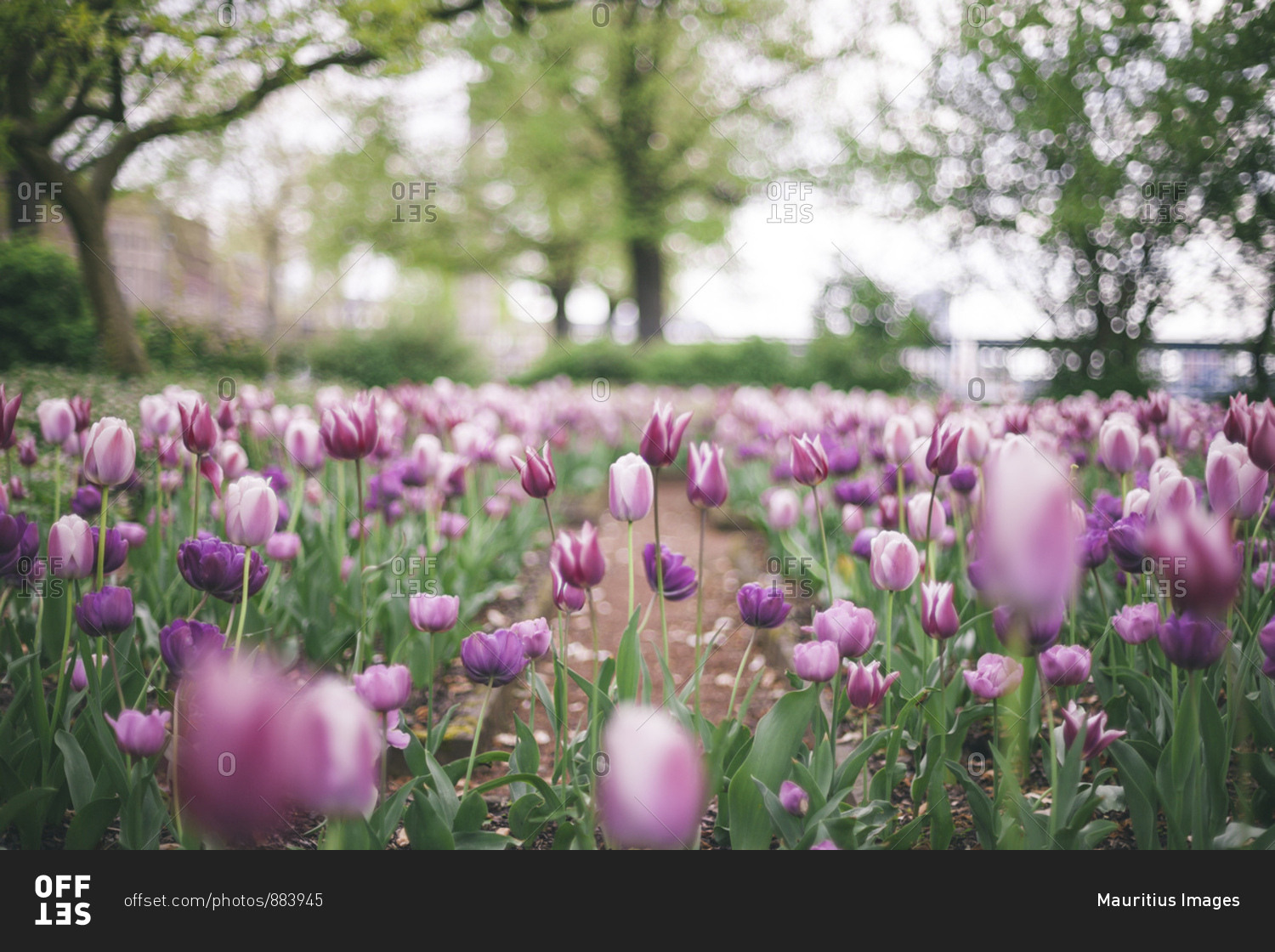 Tulips in spring in dusseldorf,
