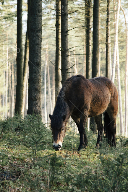 Exmoor pony in the teutoburg forest,