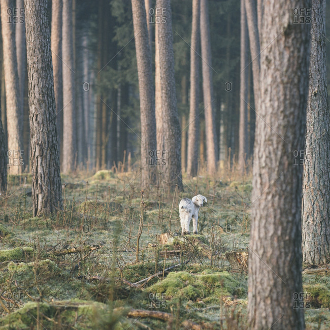 Young goat in the teutoburg forest,