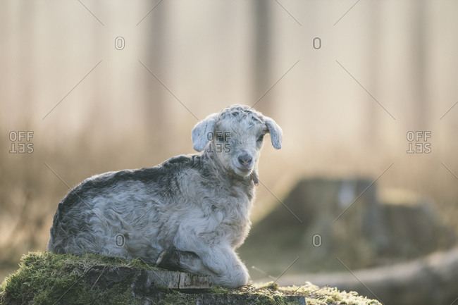 Young goat in the teutoburg forest,