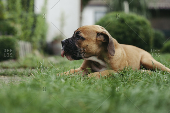 Young boxer dog in the garden,