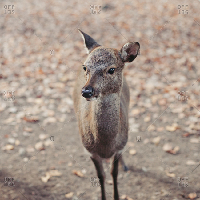 Portrait of a fallow, deer young animal