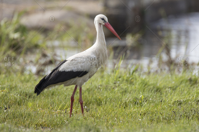 White stork, ciconia ciconia, on meadow