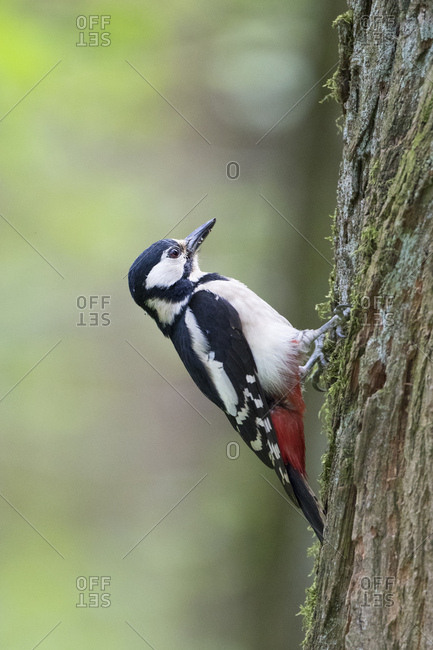 Great spotted woodpecker, dendrocopos major, single in the tree, classical