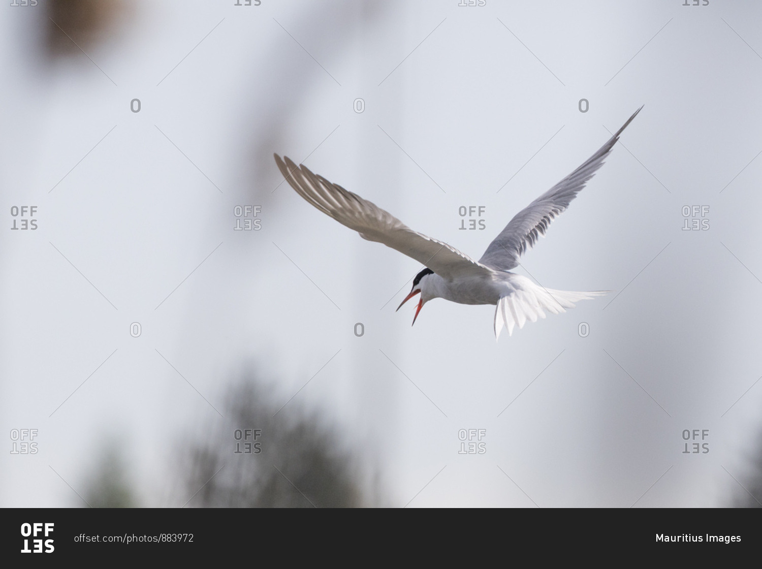 Common tern, sterna hirundo, flying, screaming