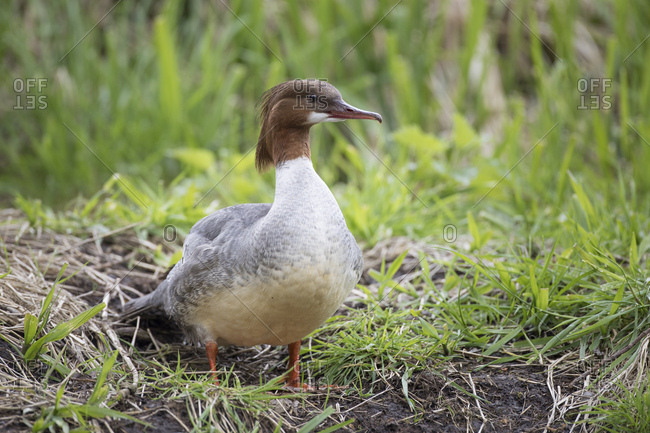 Goosander, mergus merganser, adult female