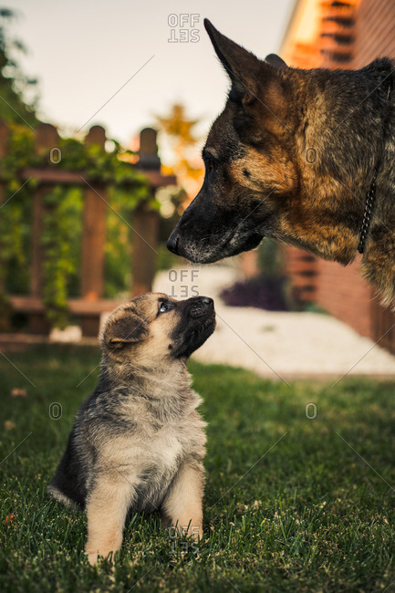 Cute German Shepherd dogs on backyard lawn at sunset