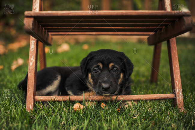Cute dog resting under chair in a backyard lawn at sunset
