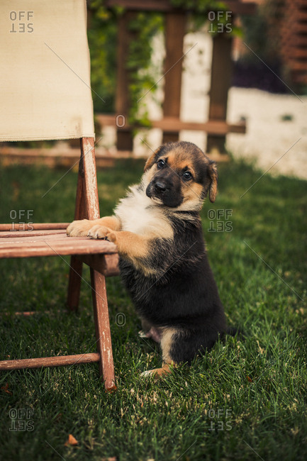 Cute dog sitting up on a chair in a backyard lawn at sunset
