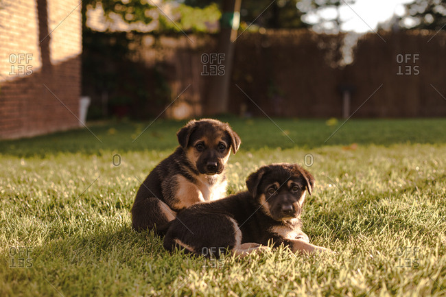 Cute puppy dogs on lawn in yard during sunset