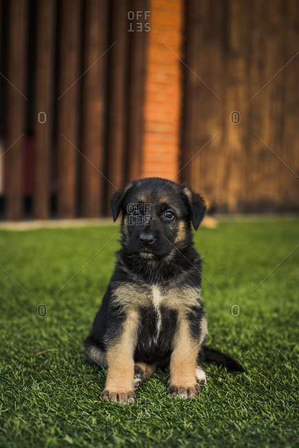 Portrait of a cute puppy dog on backyard lawn at sunset