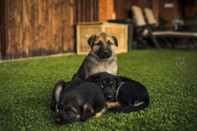 Cute puppy dogs together on backyard lawn at sunset