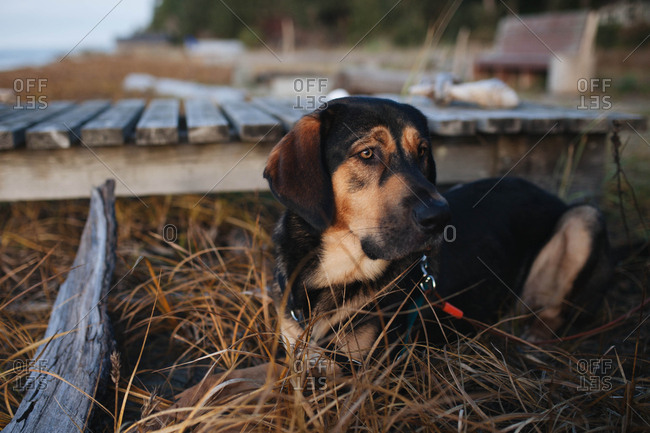 Black and brown dog sitting in tall grass by wooden dock