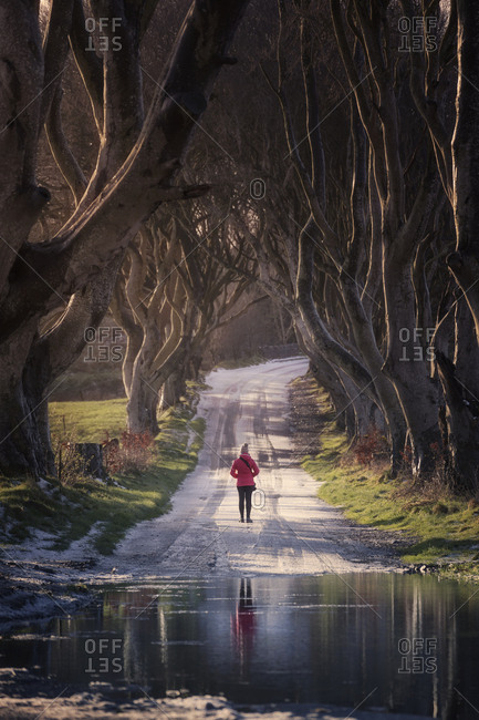 Back view of unrecognizable person in activewear standing on snowy road near puddle under mysterious beech trees with interlacing branches in Dark Hedges, Northern Ireland