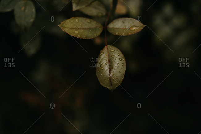 From above clean water drops on green leaves of plant in garden