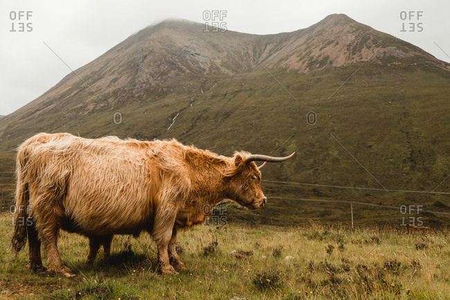 Side view of brown long haired Highland cattle standing grazing in meadow with fresh lush grass against green slope of mountain in overcast weather in Scotland