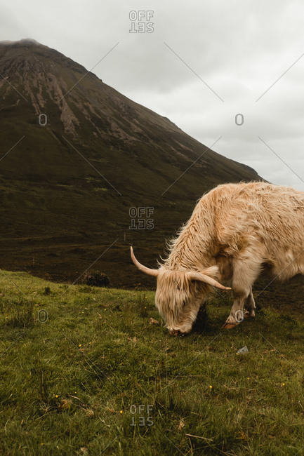 Side view of beige cow grazing on green hill with mountain peak and cloudy sky in background in Scottish highland