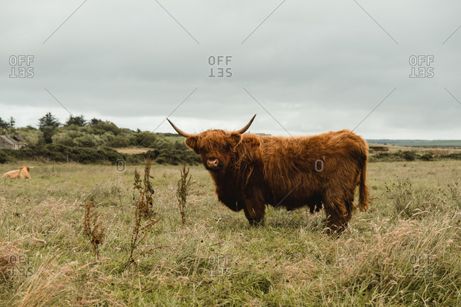 Highland cow grazing in green grassland at foot of mountain