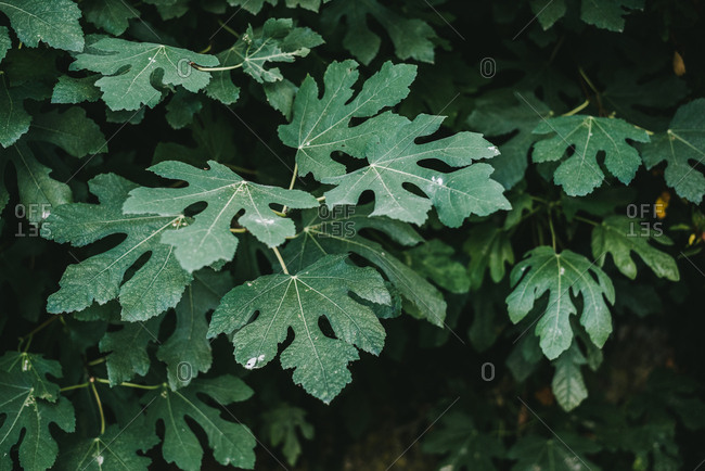 Leaves of fig plant in a forest