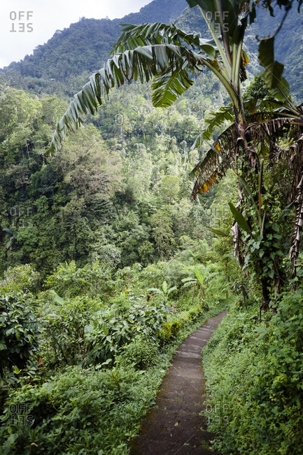 Steps amidst plants at forest