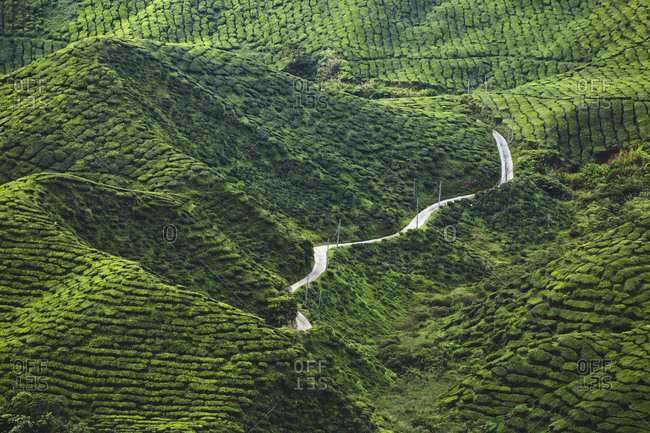 High angle majestic view of tea crops growing at cameron highlands