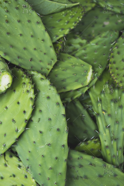Full frame shot of cactus