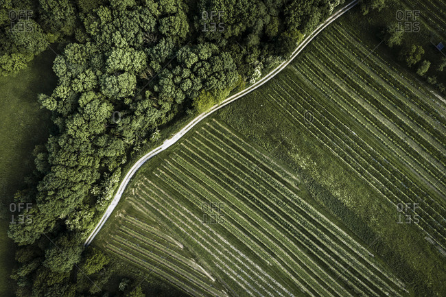 Austria- Lower Austria- Aerial view of dirt road along green vast vineyard